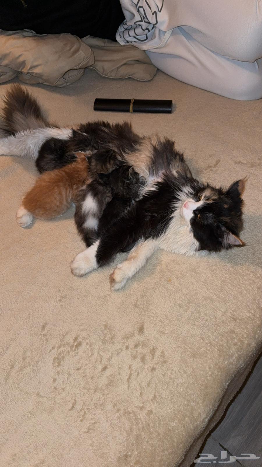 Kittens64551490620290111