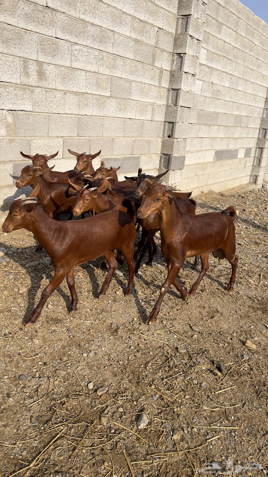 جفار دهم دبس 10 بالفحل( تم البيع )64545492004481112