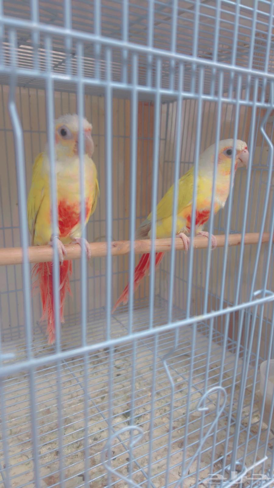 زوج كنيور صن شك مع فروخه64549205794819110