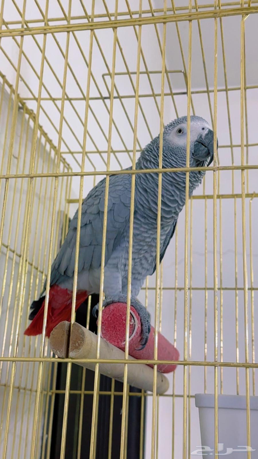 ببغا كاسكو بطل64550605025793113