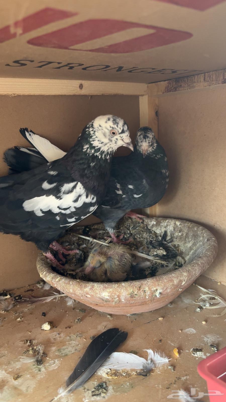 جوز قطيفي قلاب منتج64551603956353112