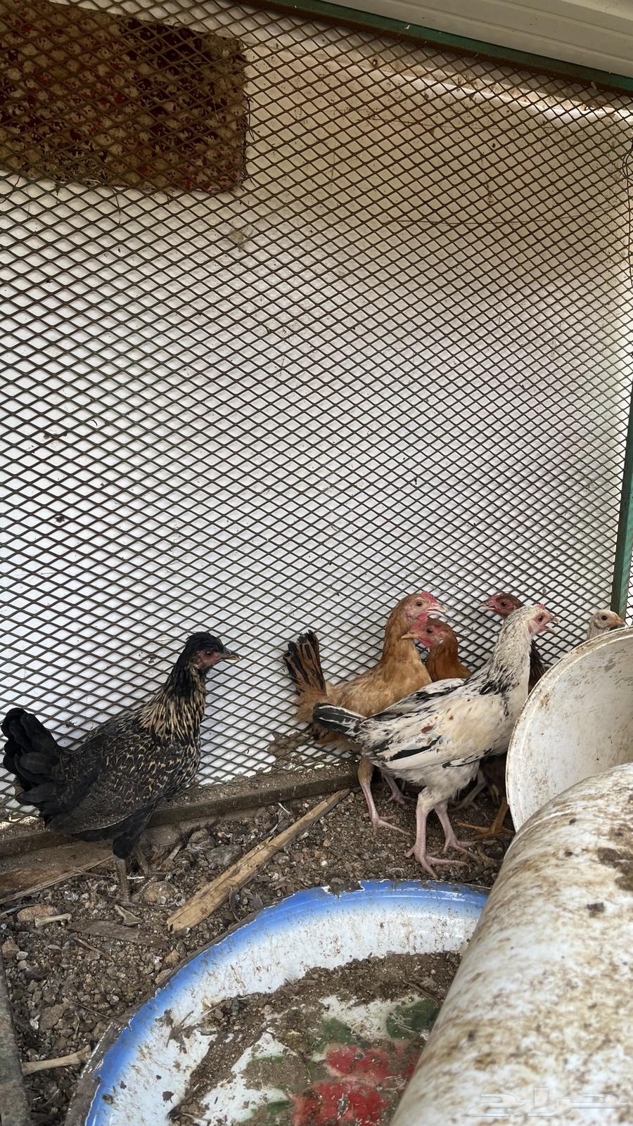 فريج للبيع العمر شهرين الصحة شرط64551589981953111