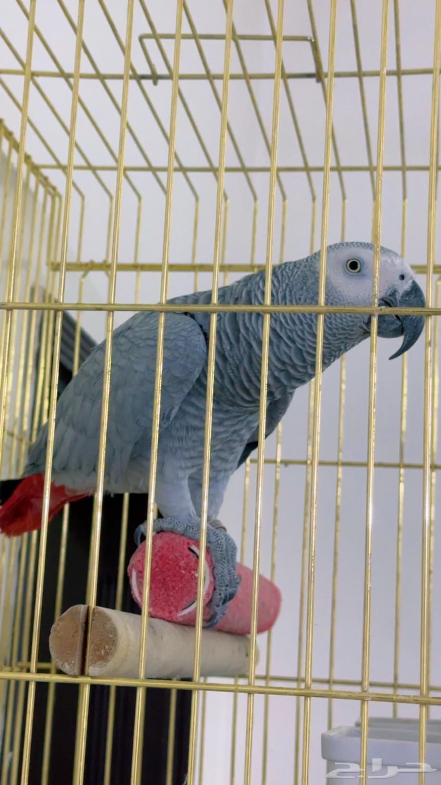 ببغا كاسكو بطل64550605025793110