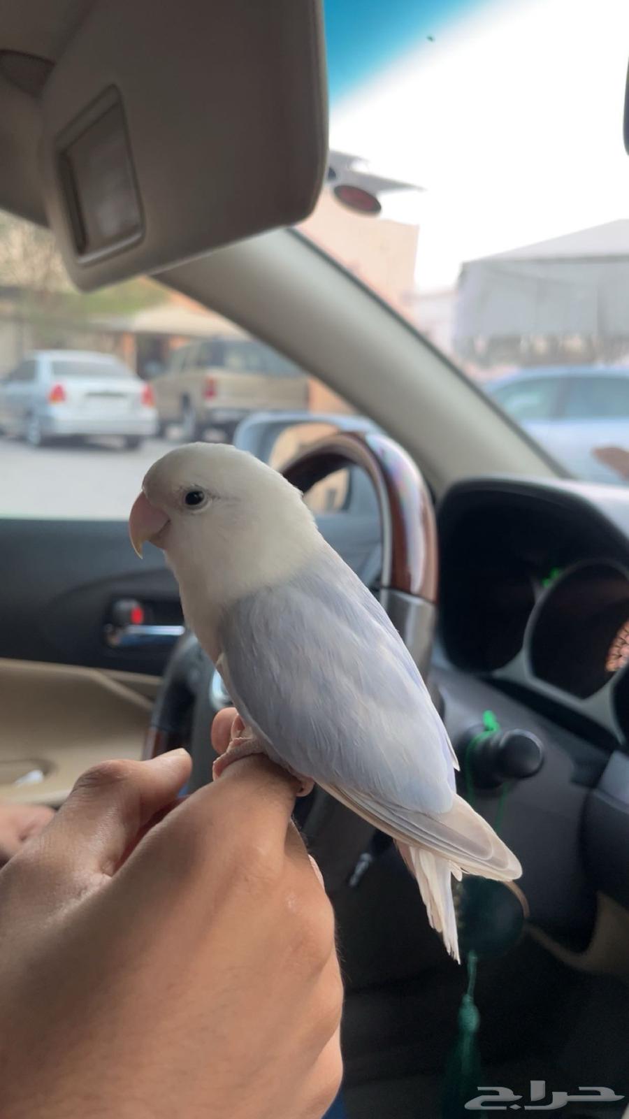 روز اليف64549740383617111