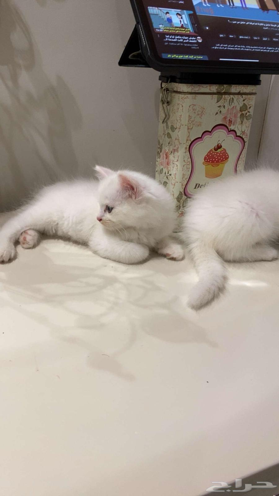 3 قطط شيرازي ابيض للبيع64549514226818113