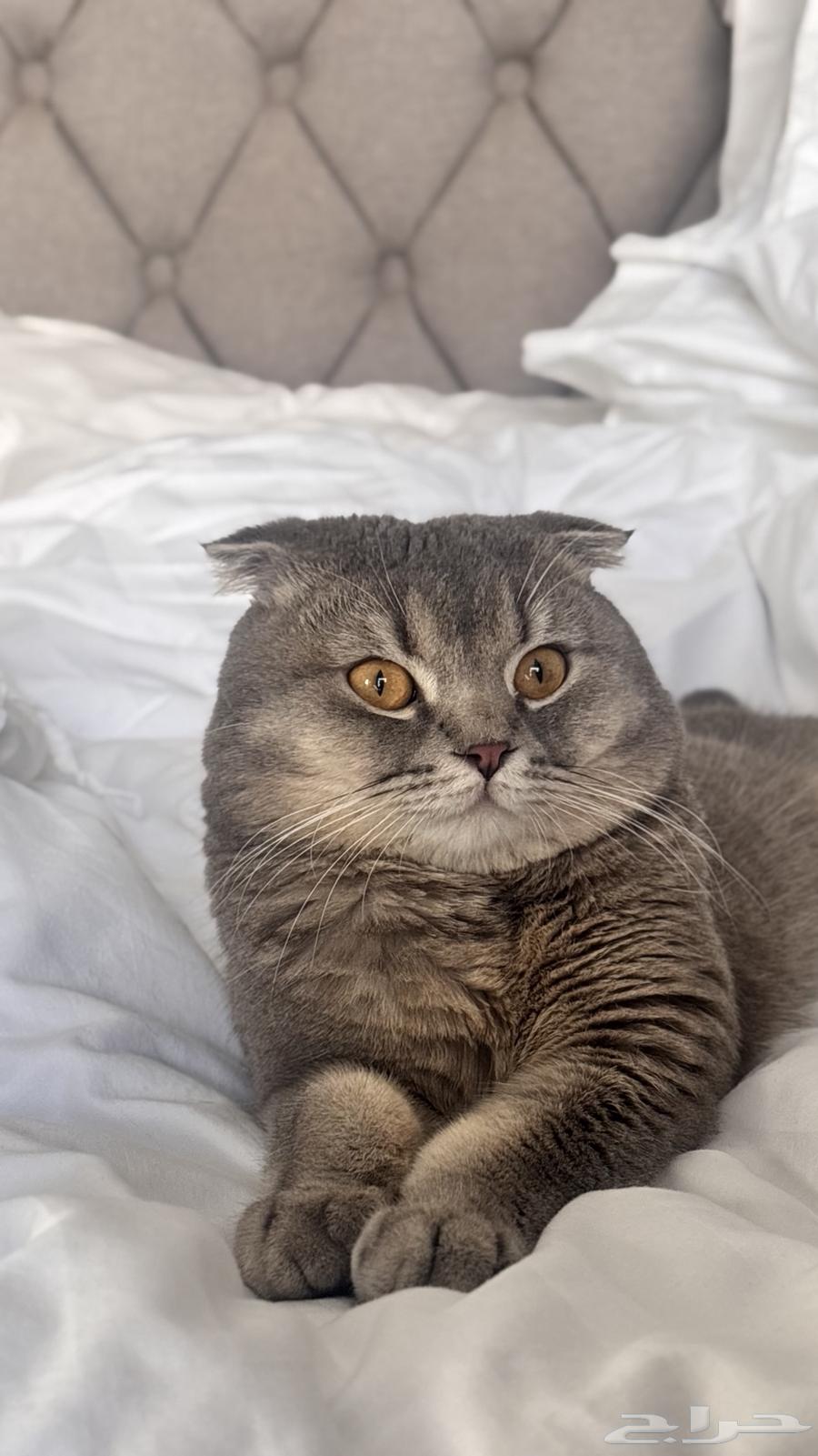 Scotch Fold64552561967618110