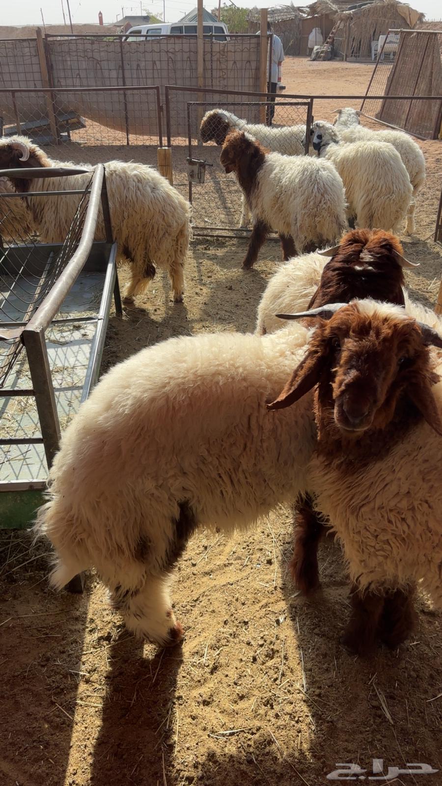 نعيم خرفان هرفى64545508685442112