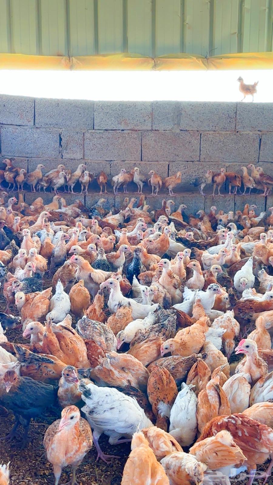 صوص بلدي64548294612866111