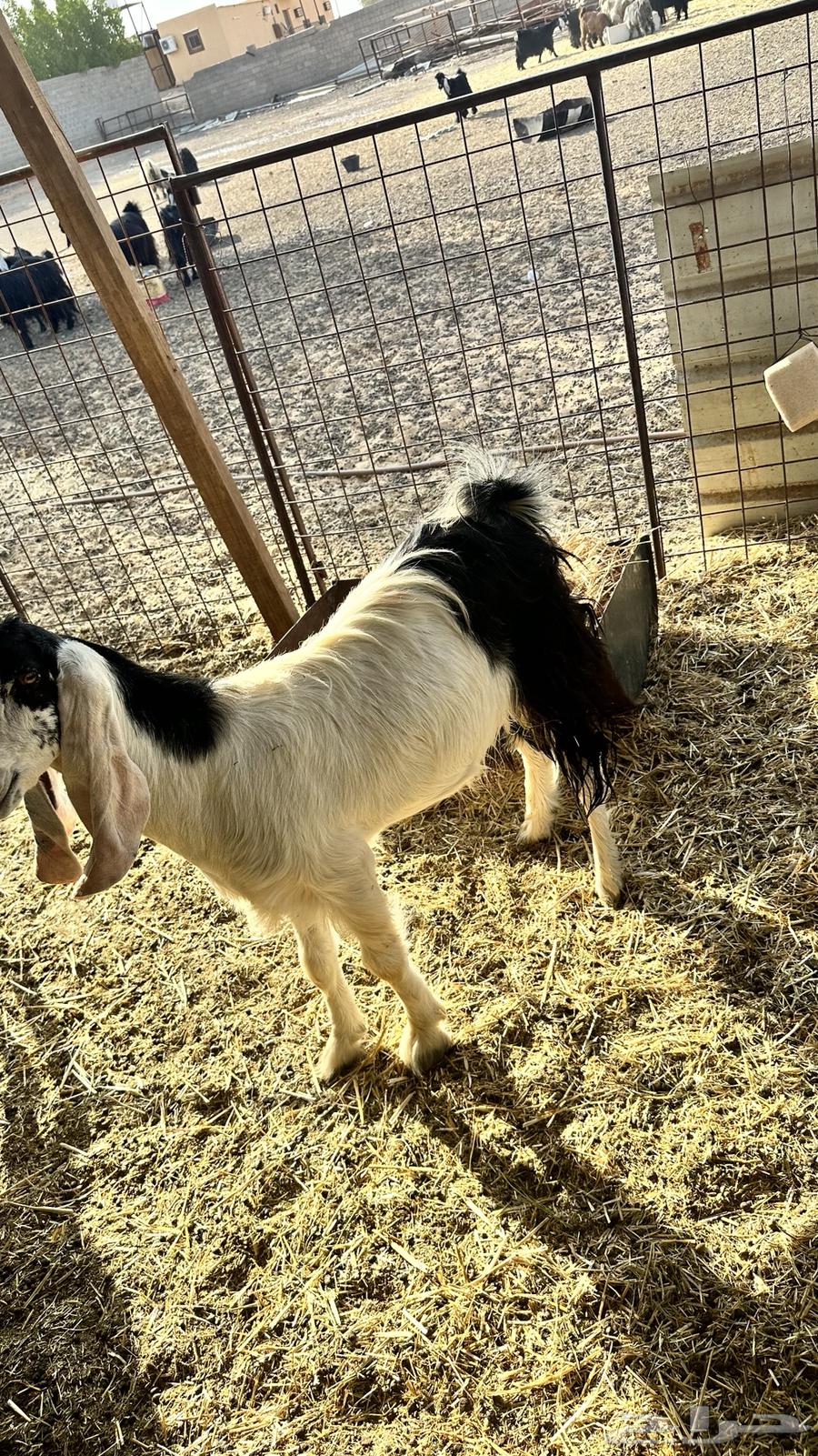 عنز جذعه دافع تم البيع64545431368194111