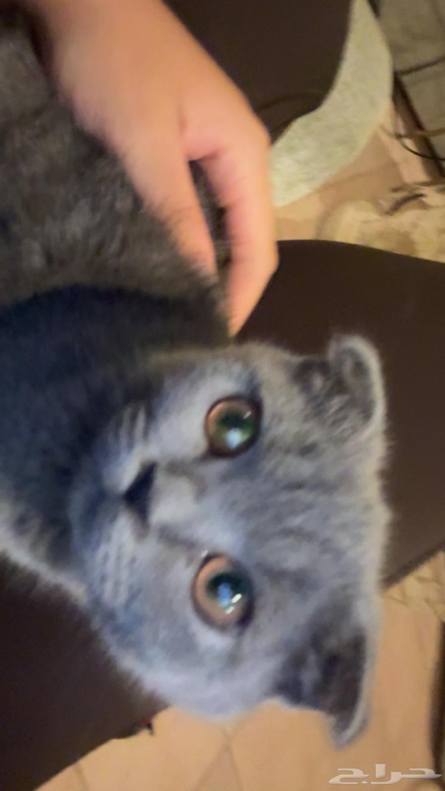 بسه سكوتش فولد مع اغراضها64546692646531114