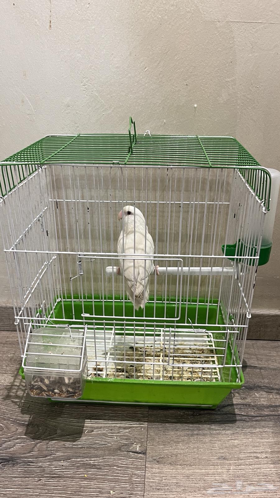 Tir Roz64550174299267112