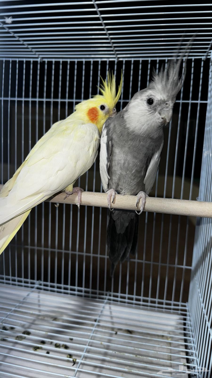 كروان للبيع64551018027265114