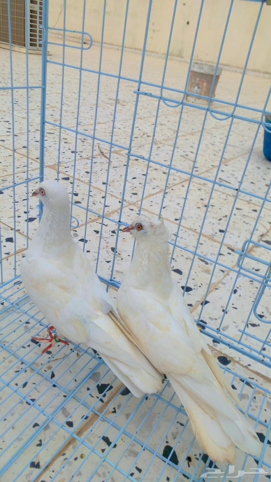 حمام زوج صنعاني64557187968257112