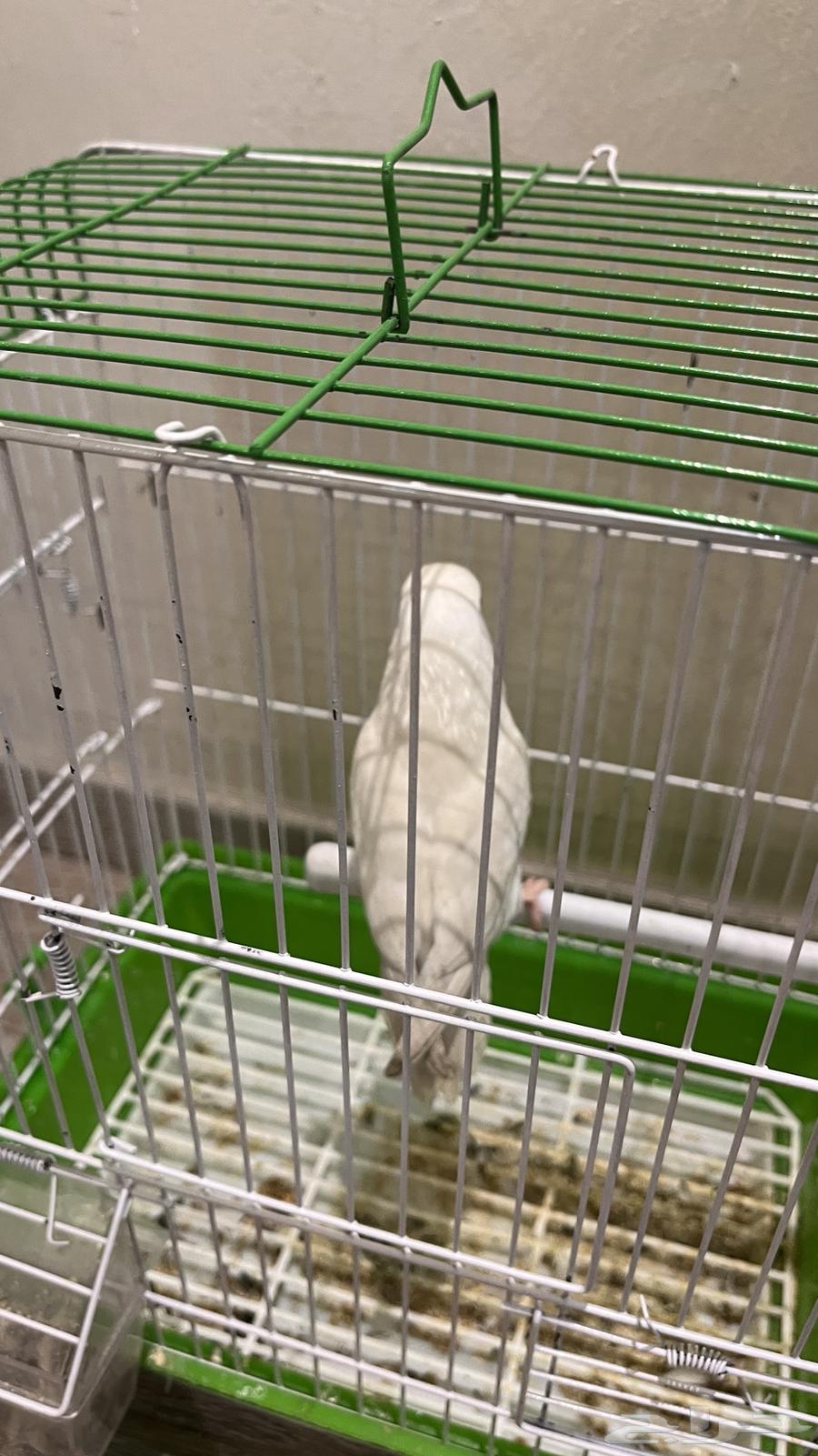 Tir Roz64550174299267113