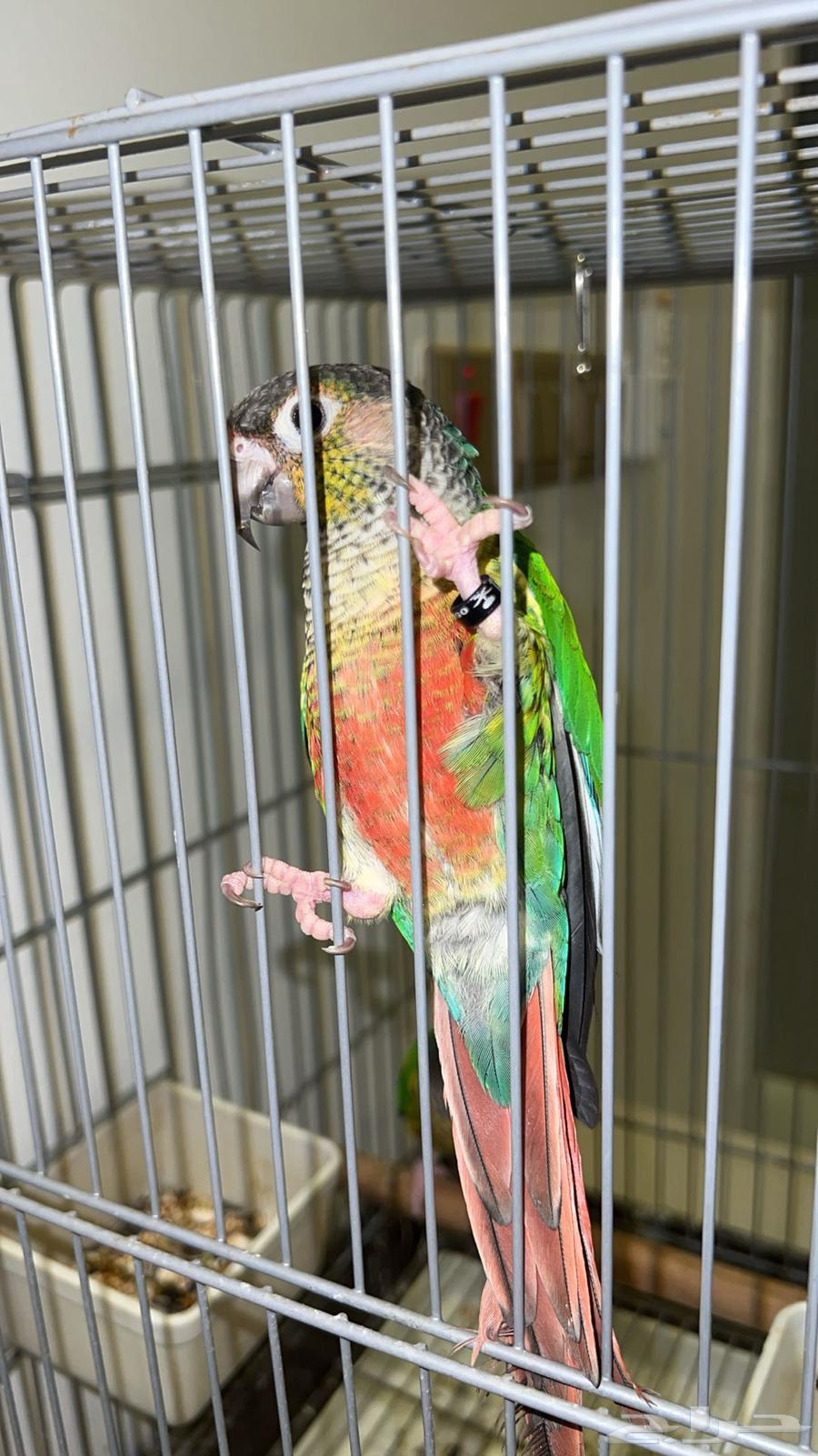 طيور كنيور64550874263042113