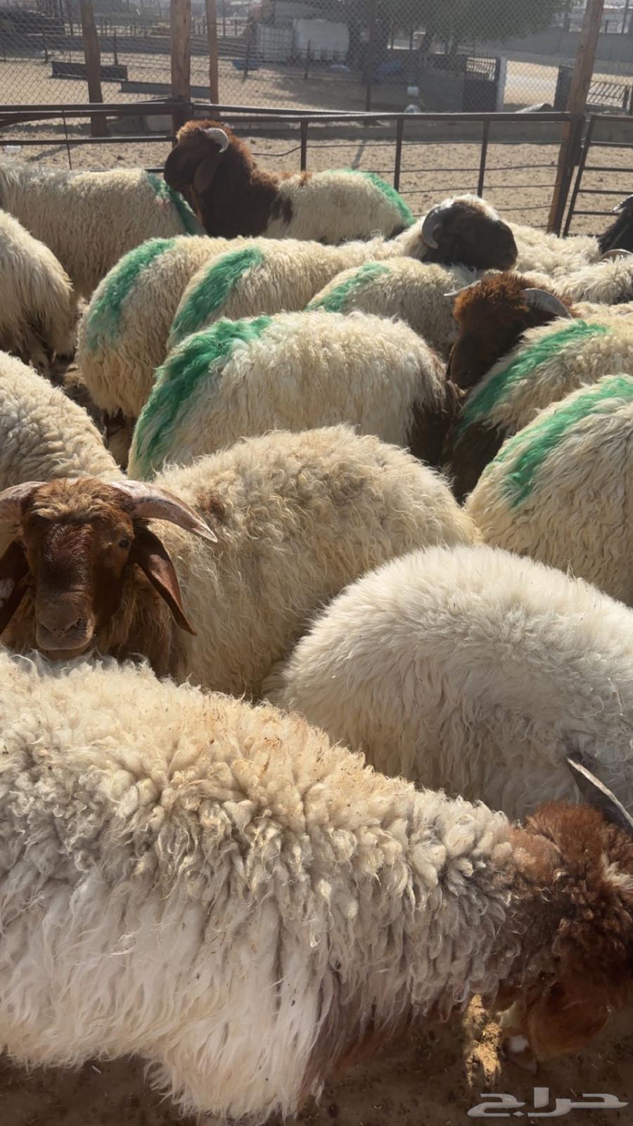 Sacrificial animals for sale, and we are delighted to serve you64546874312321113