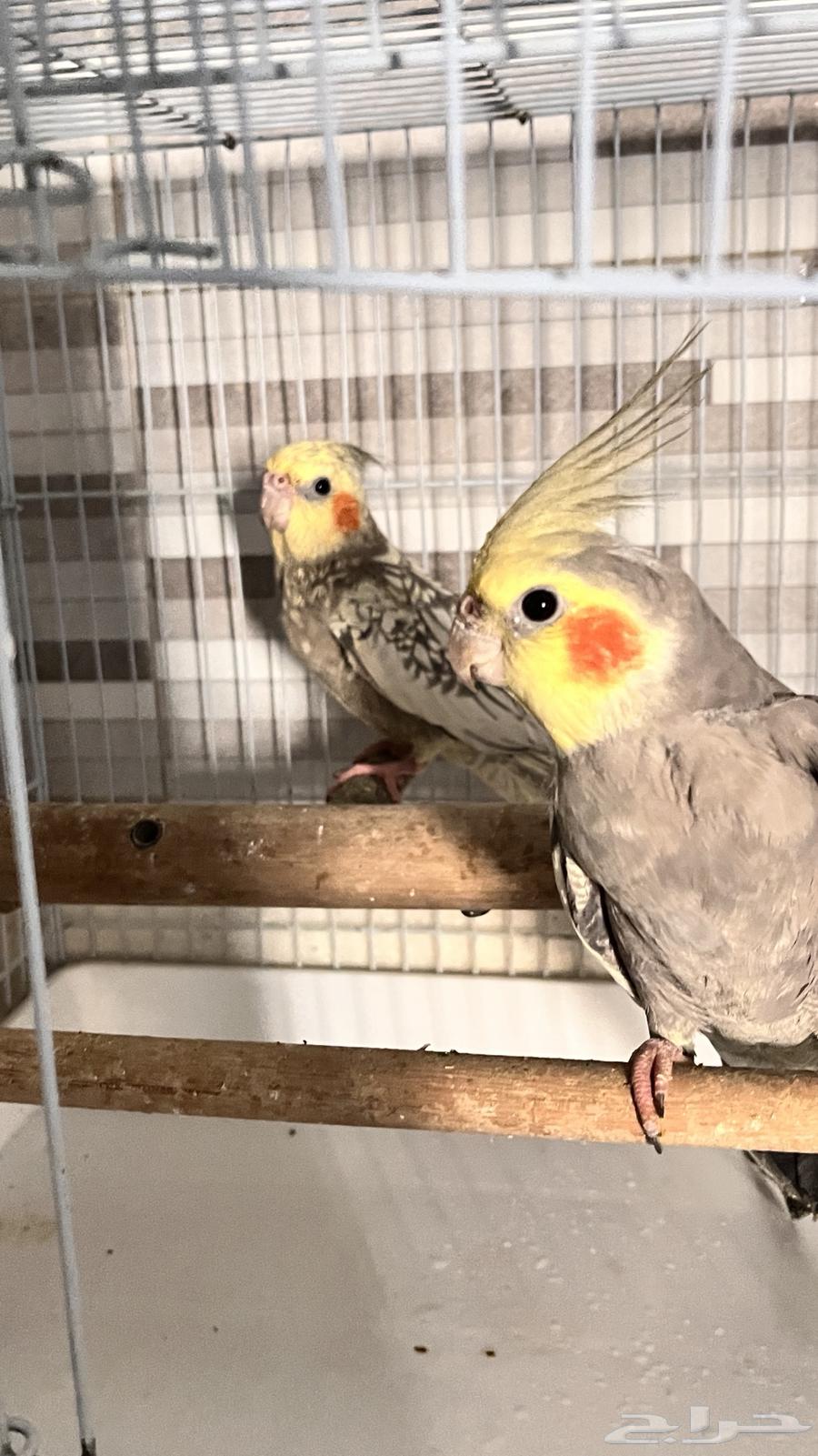 زوجين كوكتيل64548309049473110