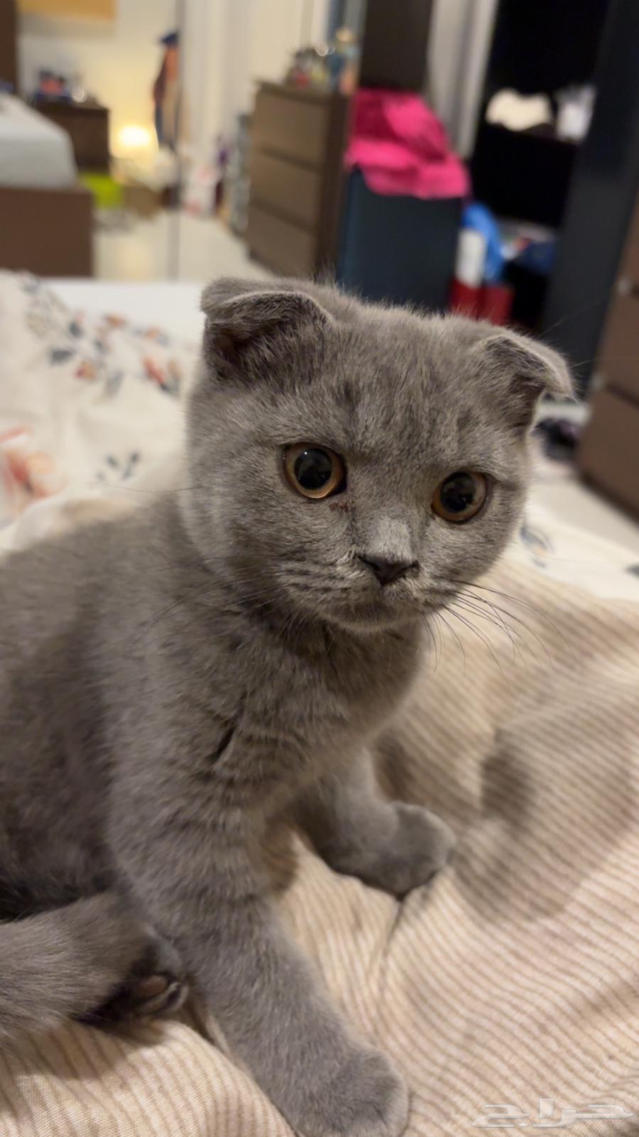 بسه سكوتش فولد مع اغراضها64546692646531110