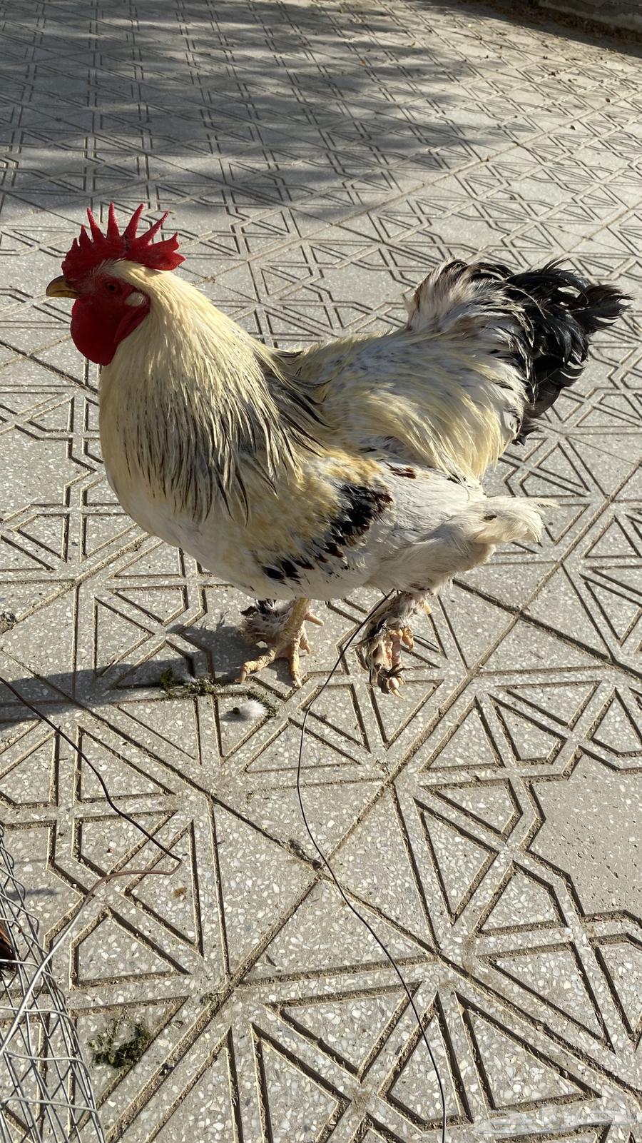 ديك براهما64543959311105112