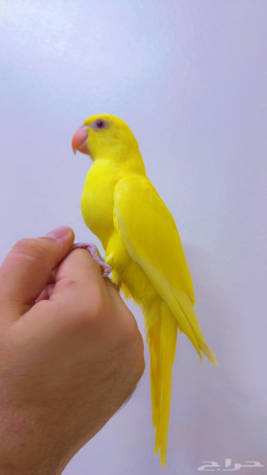 دره لاتينو فرخ اليف جدا لون وحجم مميز ( تم البيع )64544566249346110