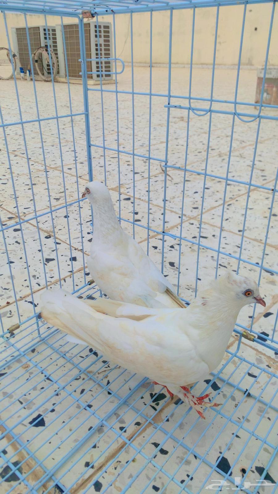 حمام زوج صنعاني64557187968257111