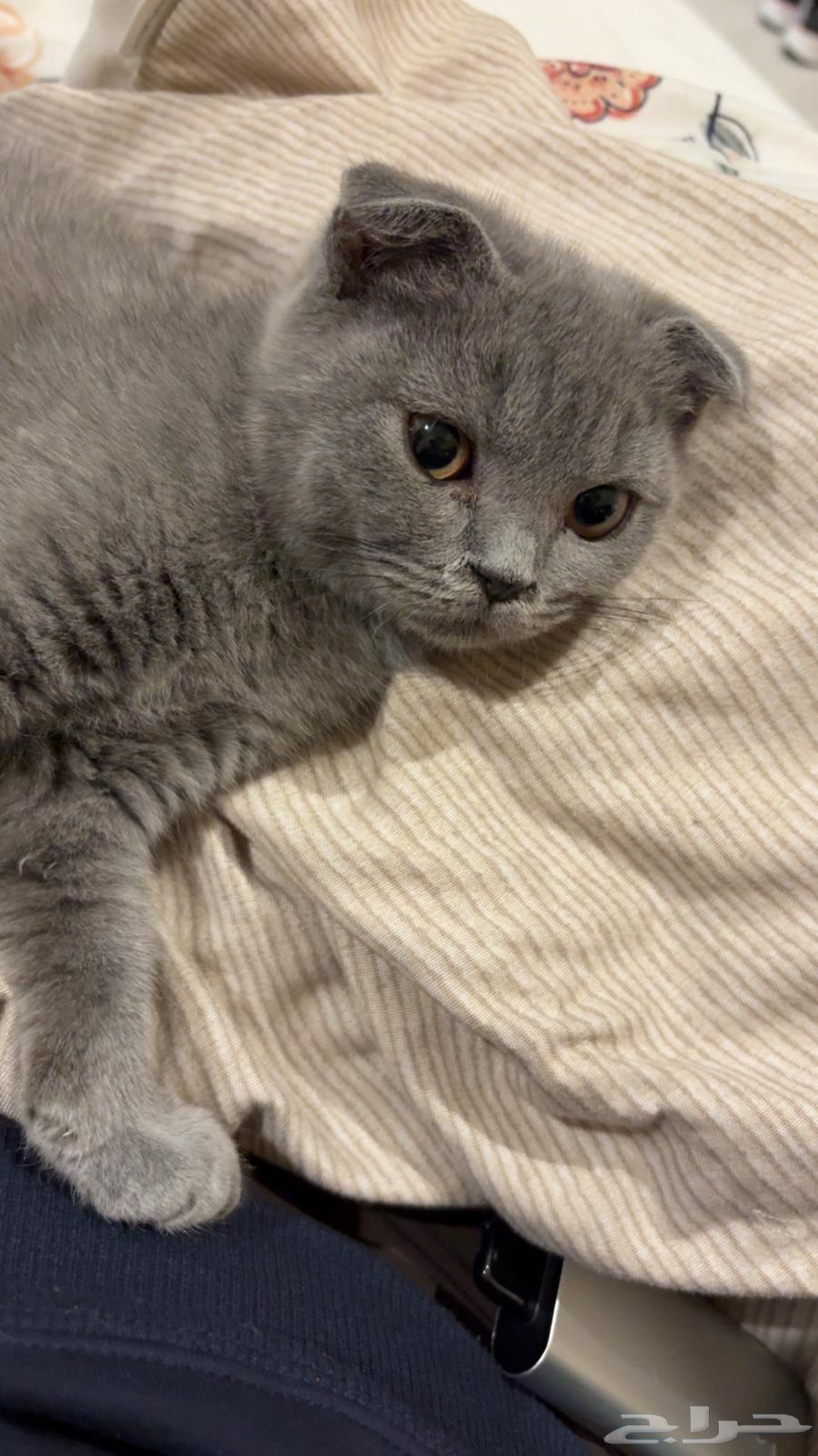 بسه سكوتش فولد مع اغراضها64546692646531112