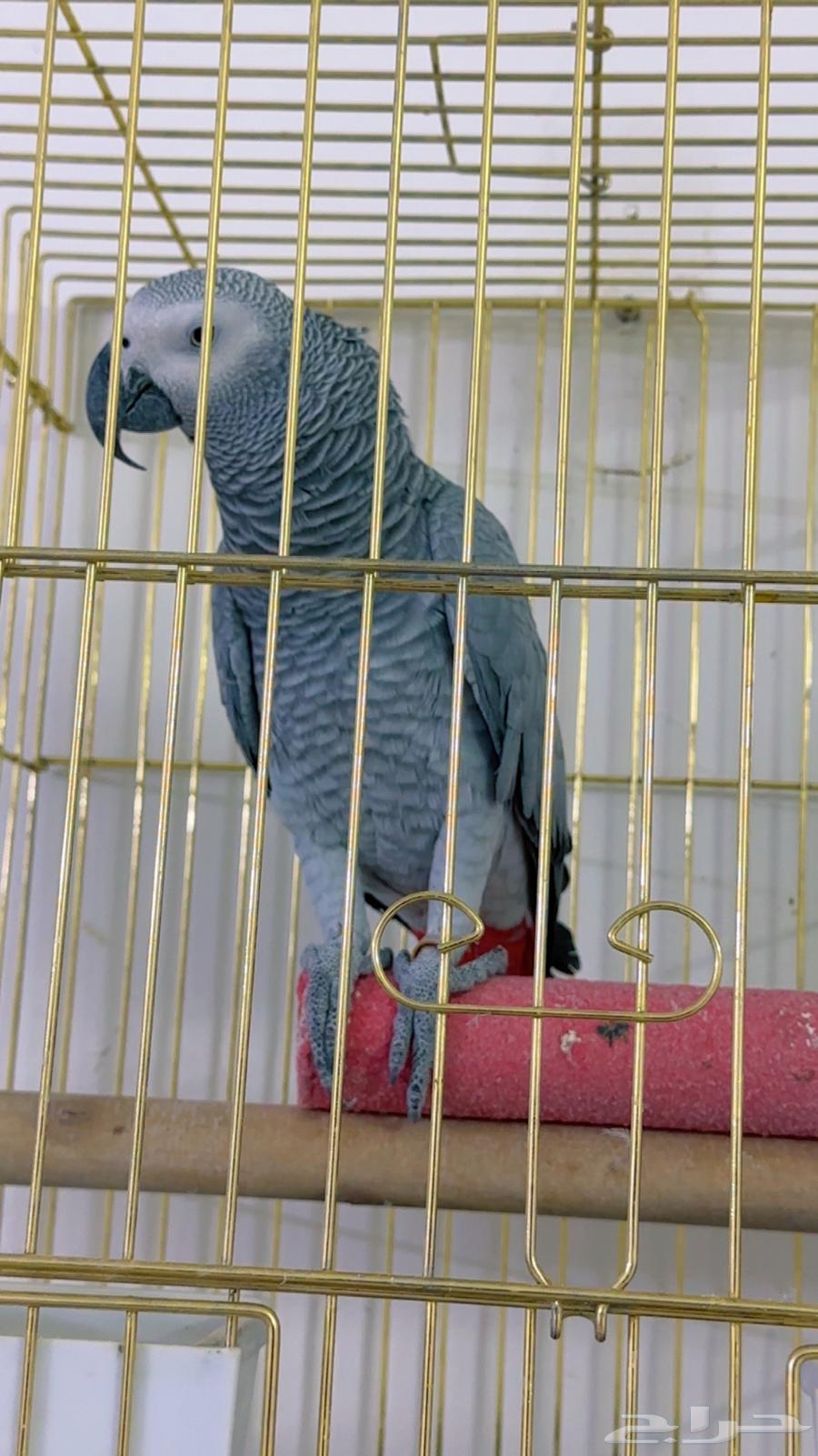 ببغا كاسكو بطل64550605025793112