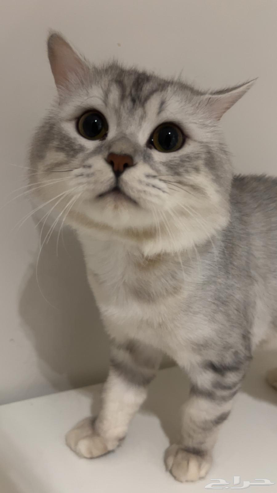 قط للبيع ب100 ريال ميه ريال64551647589633111