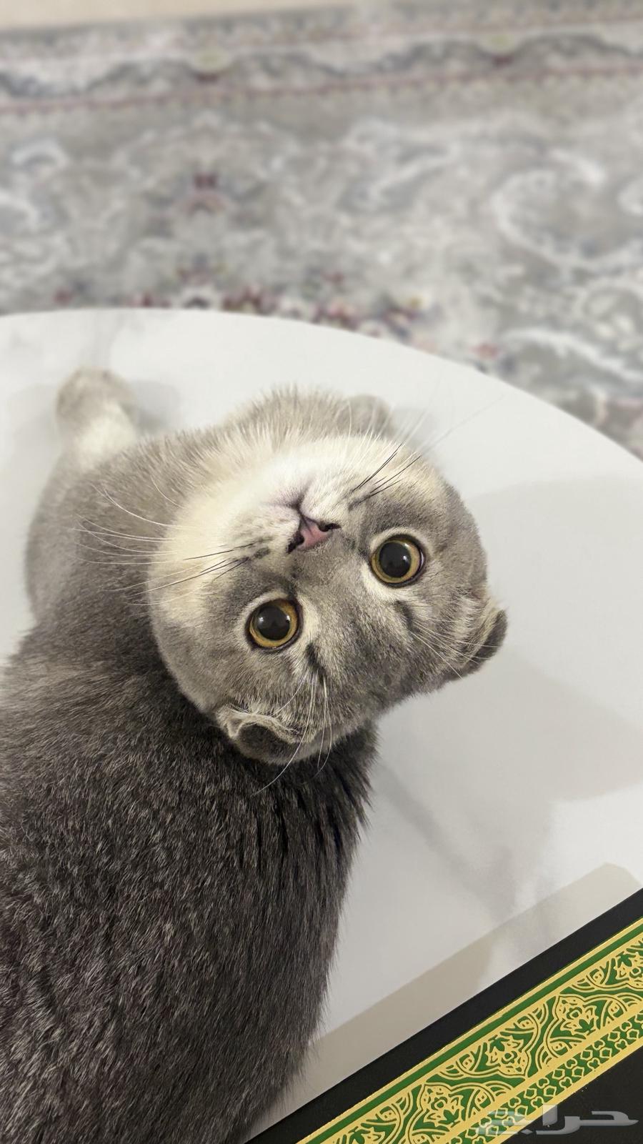 Scotch Fold64552561967618114