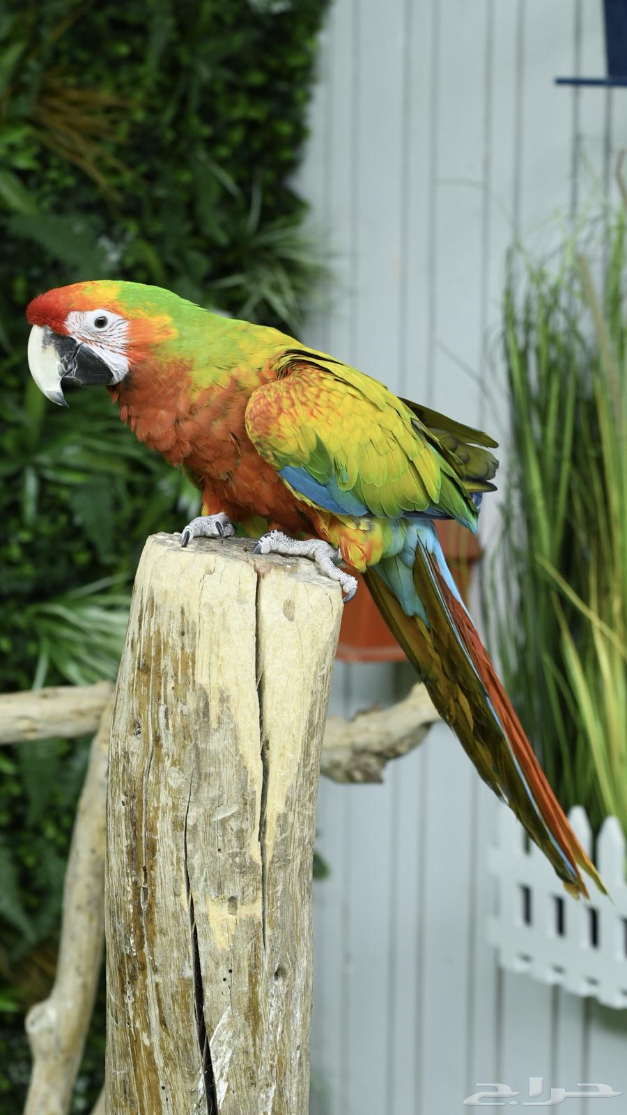 Rare Verdant Macaw with Ownership Certificate (Sold)64550917014658113