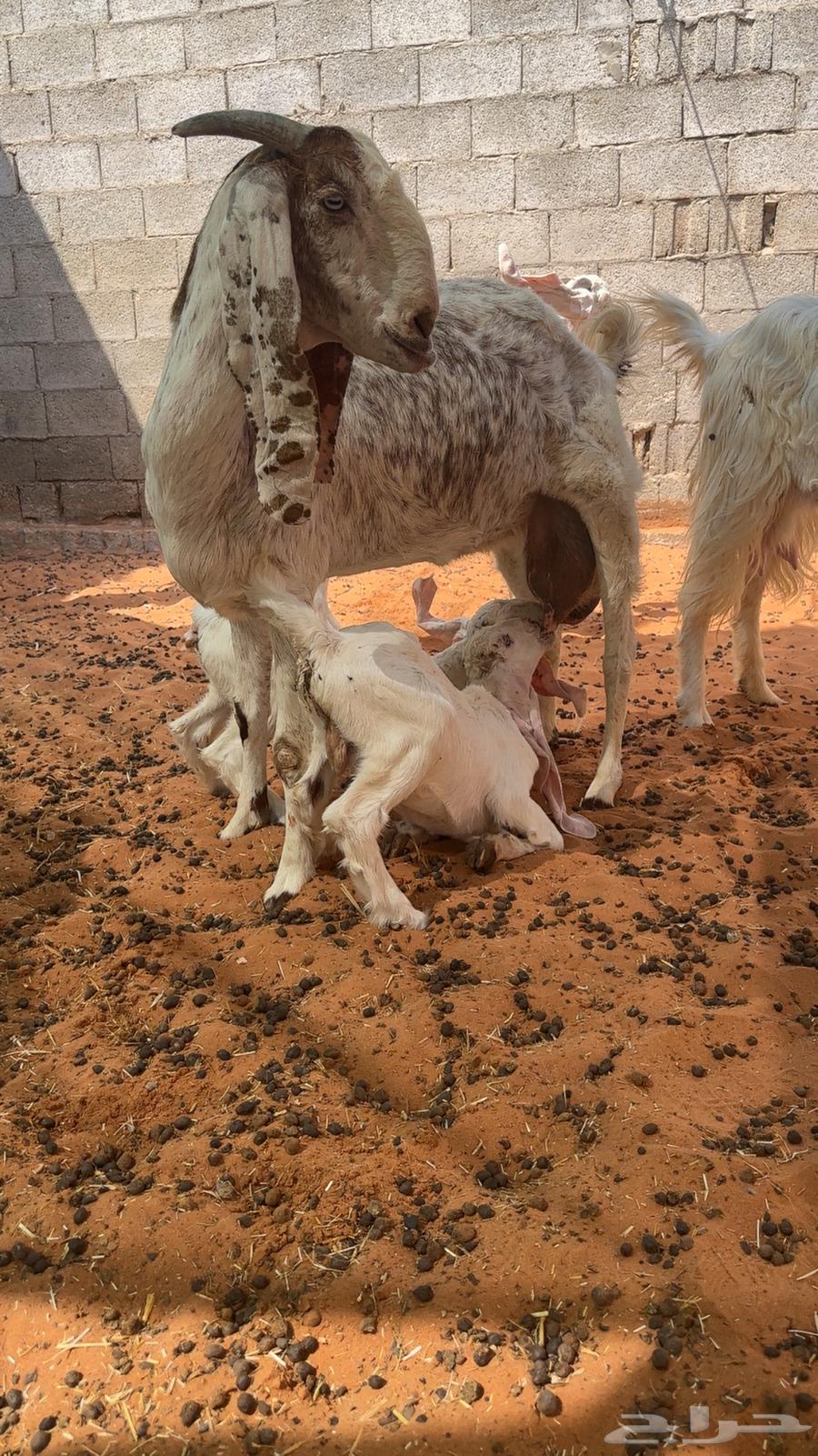 عنز متبع تيس وجفره64546902087425111