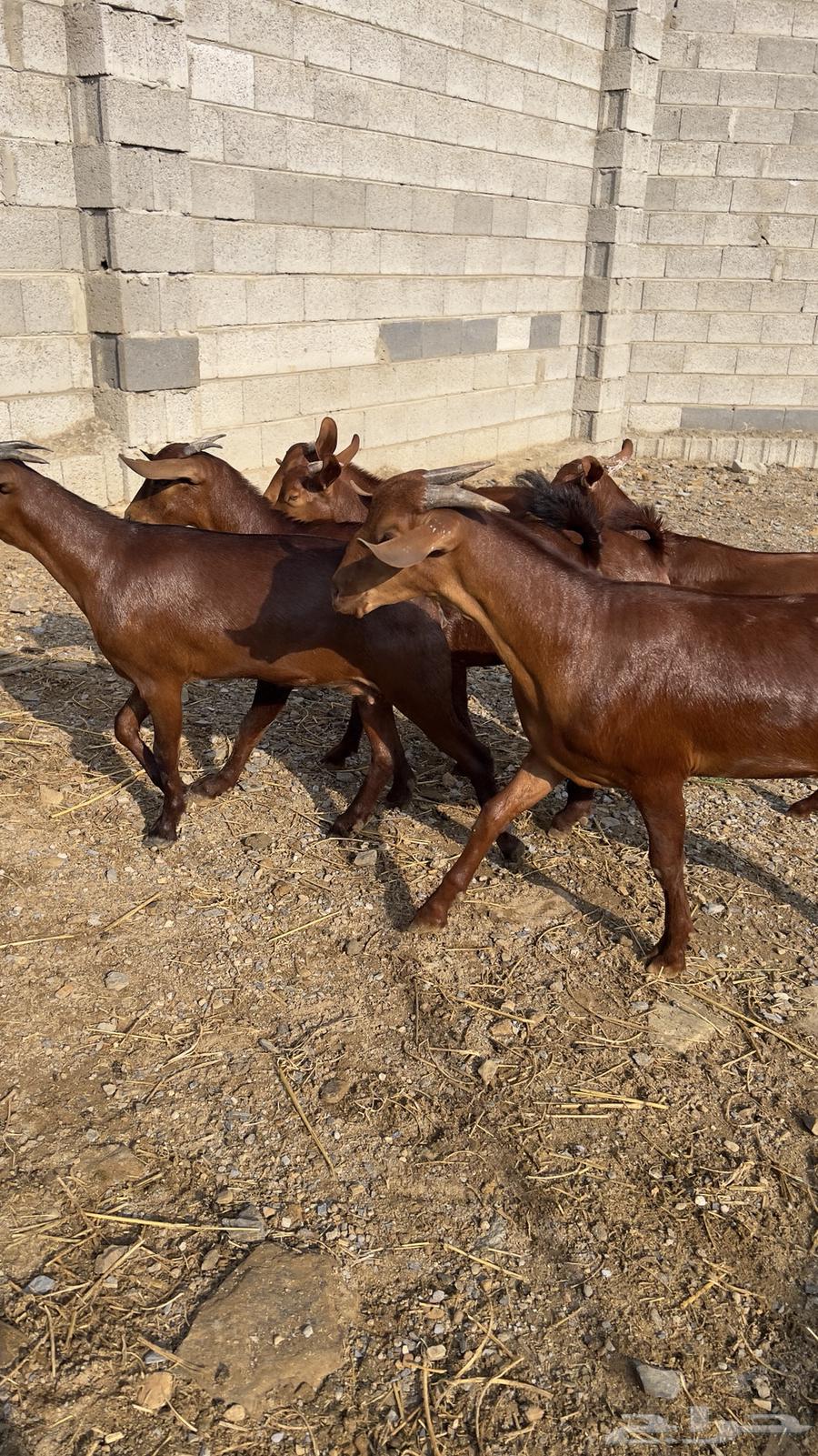 جفار دهم دبس 10 بالفحل( تم البيع )64545492004481111