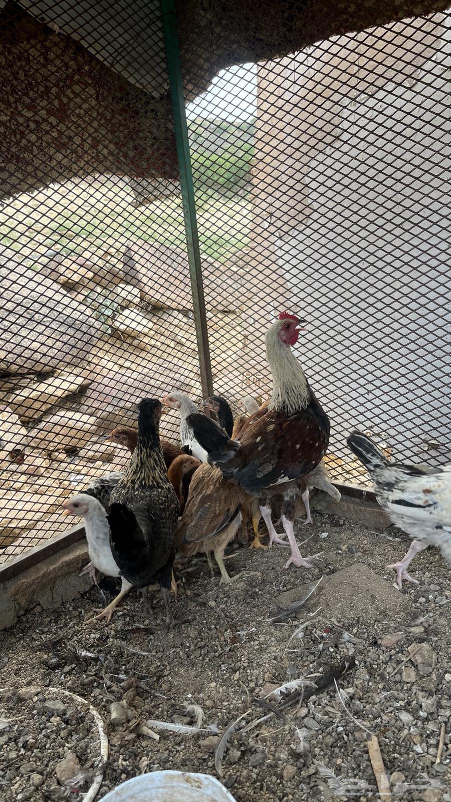 فريج للبيع العمر شهرين الصحة شرط64551589981953110