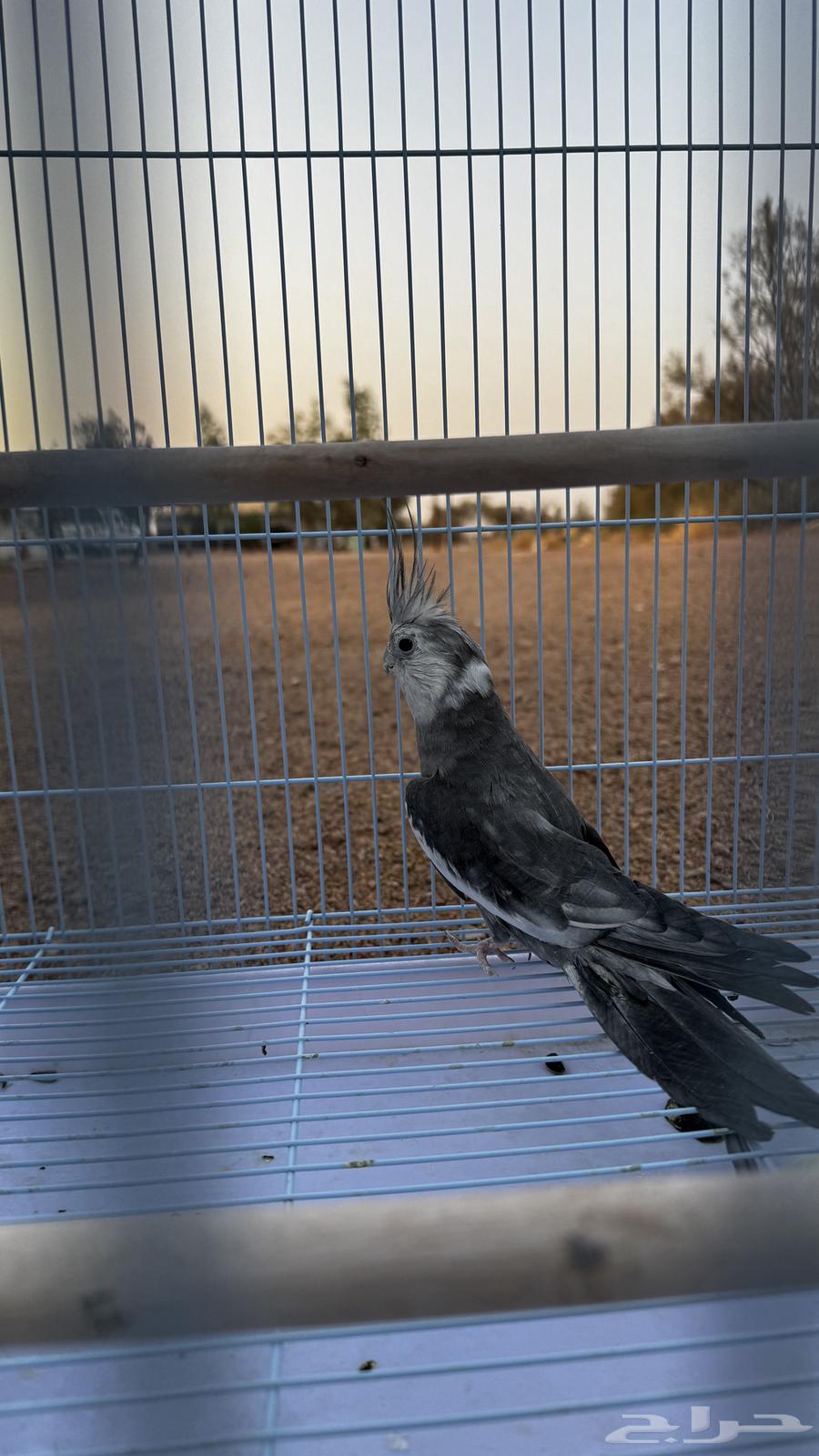 كروان للبيع64551018027265110