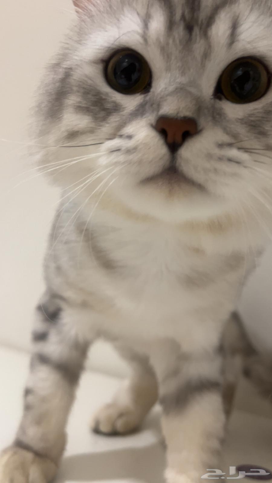 قط للبيع ب100 ريال ميه ريال64551647589633112