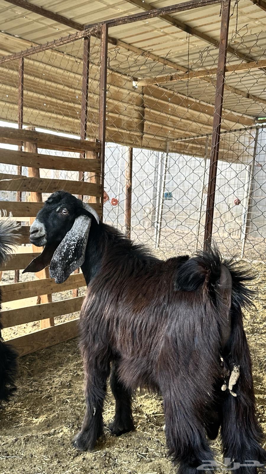 تيس مشروع فحل عارضي عمره 7 شهور حد 140064476015915393112