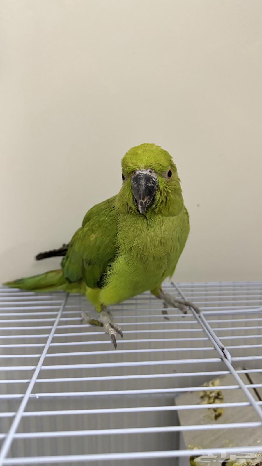 السلام عليكم ببغاء الدره64550082523009111