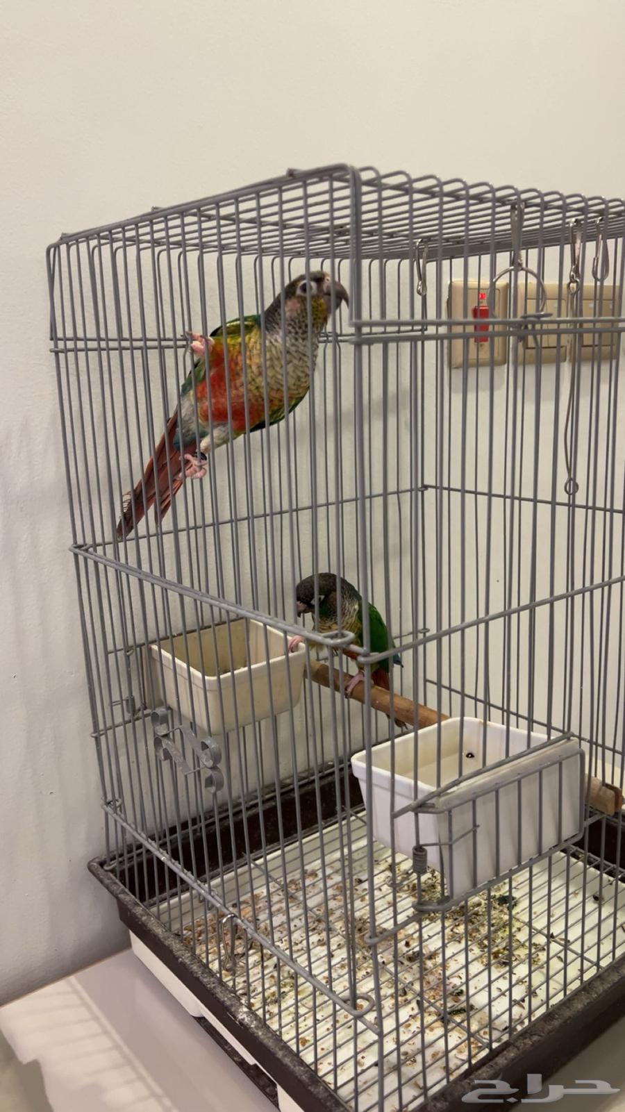 طيور كنيور64550874263042111