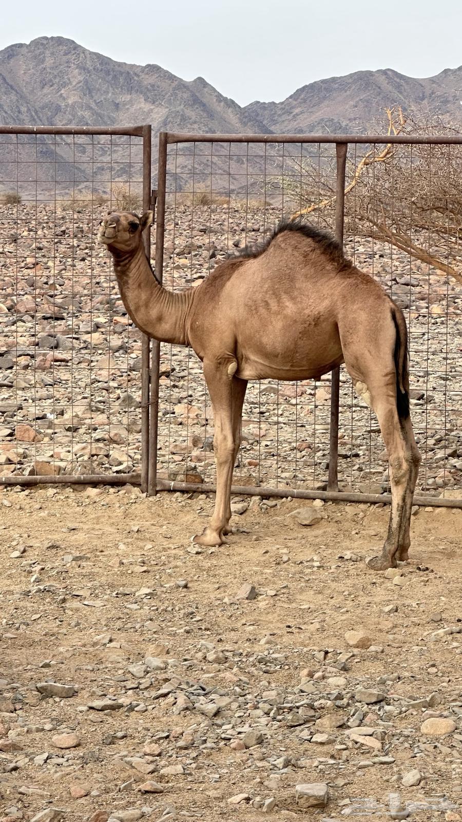 Camel calves64546860363905111