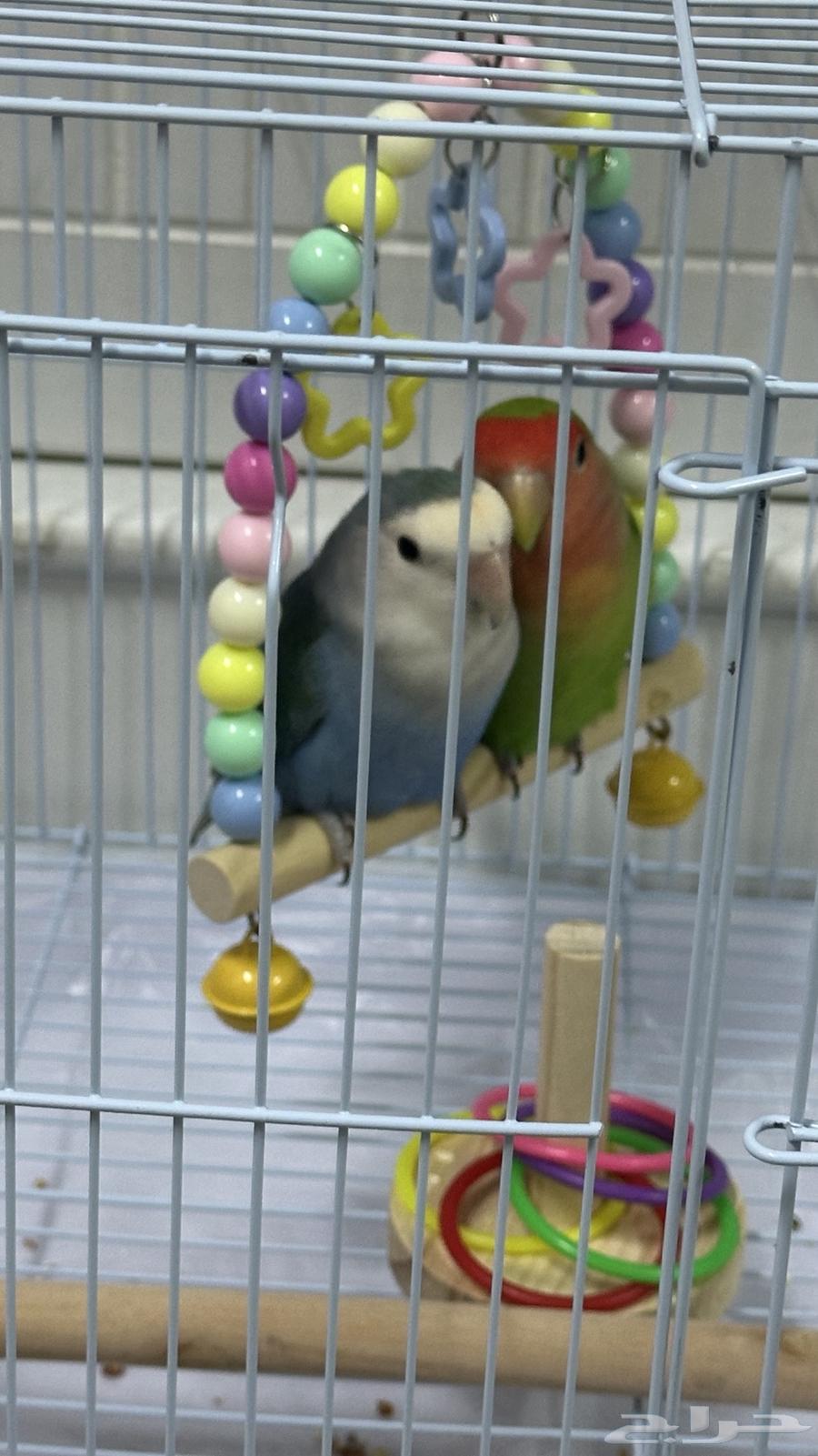 جوز طيور روز للبيع64549022970754110