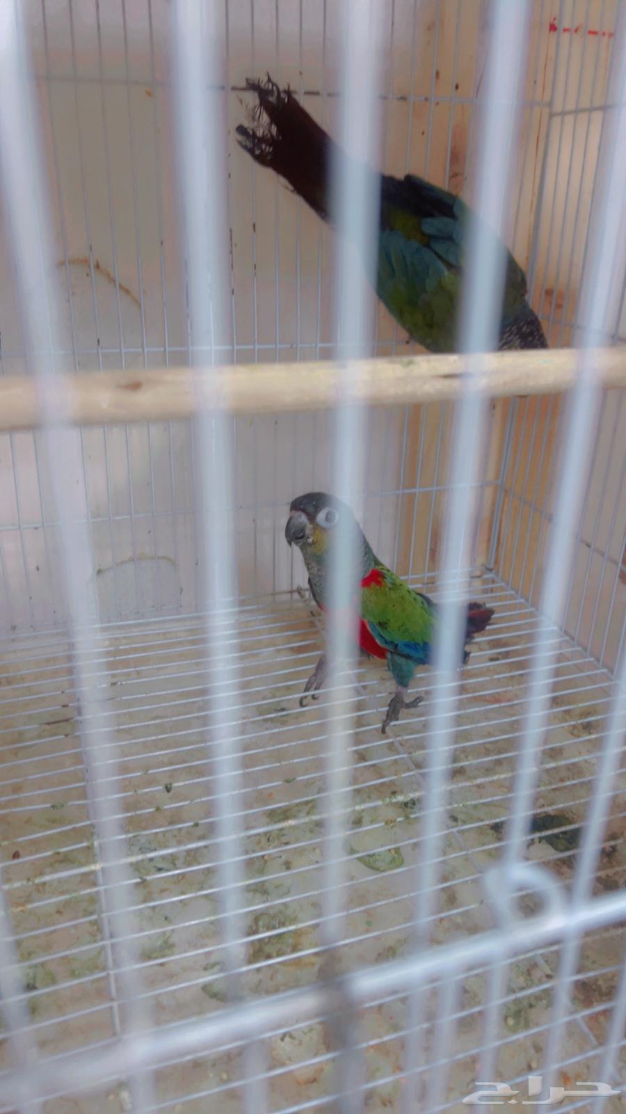 زوج كنيور كرمسون بفروخه64545856248833112