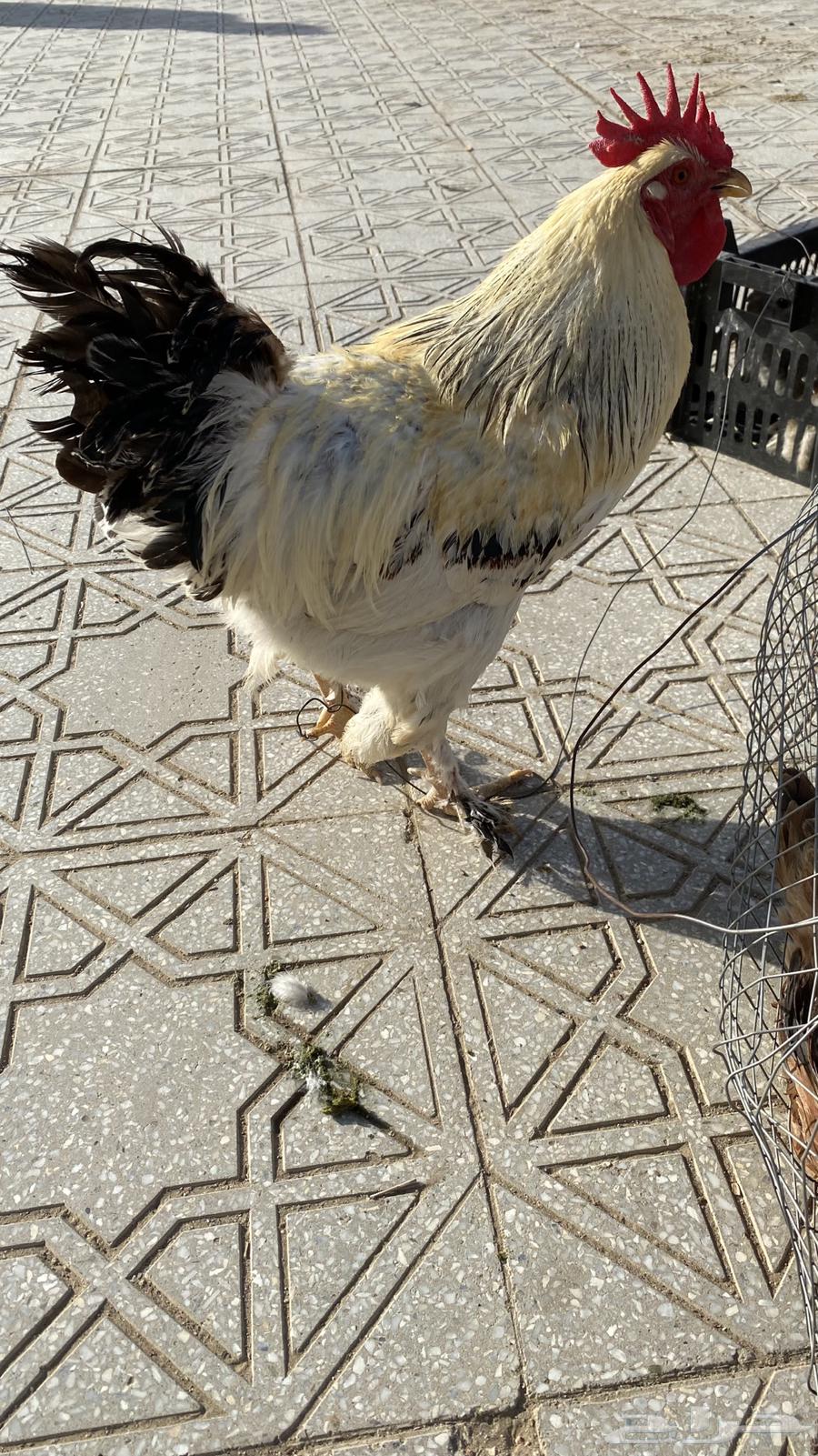 ديك براهما64543959311105114