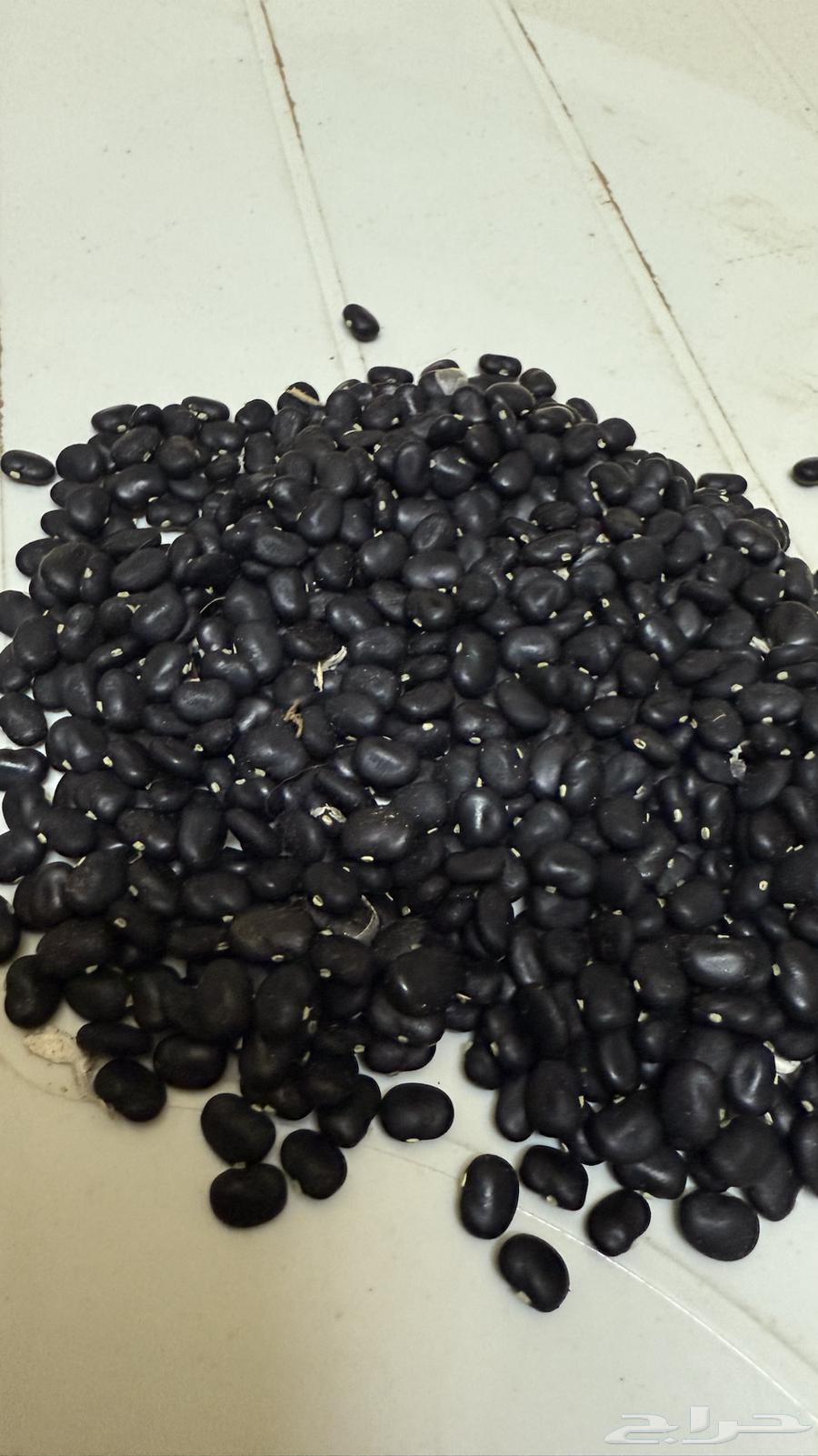 بذور شاي ازرق64550661496579113