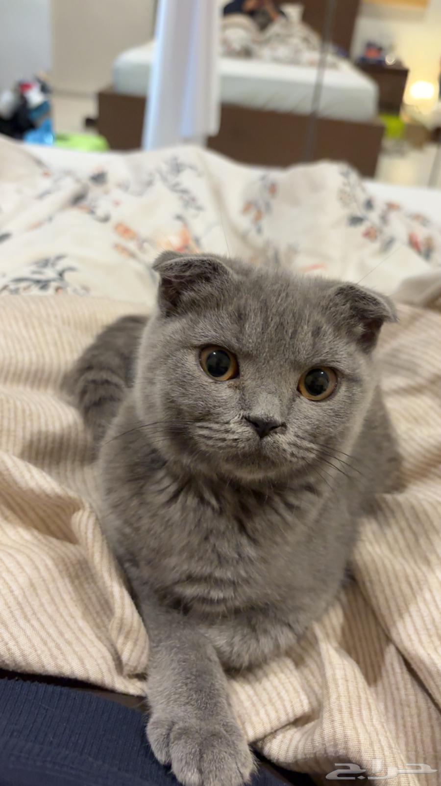 بسه سكوتش فولد مع اغراضها64546692646531111