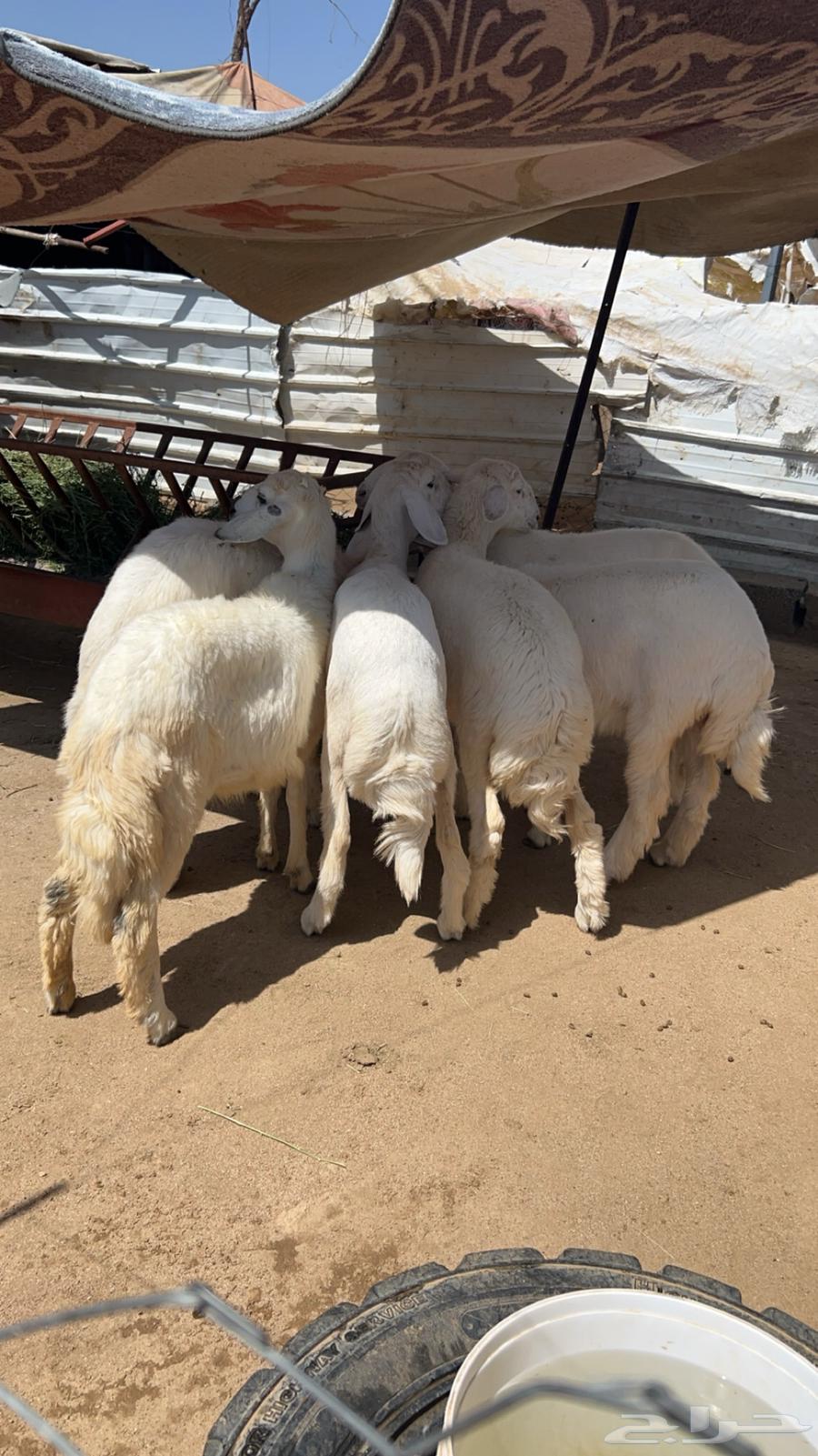 بهم رخال للبيع64546127940610110