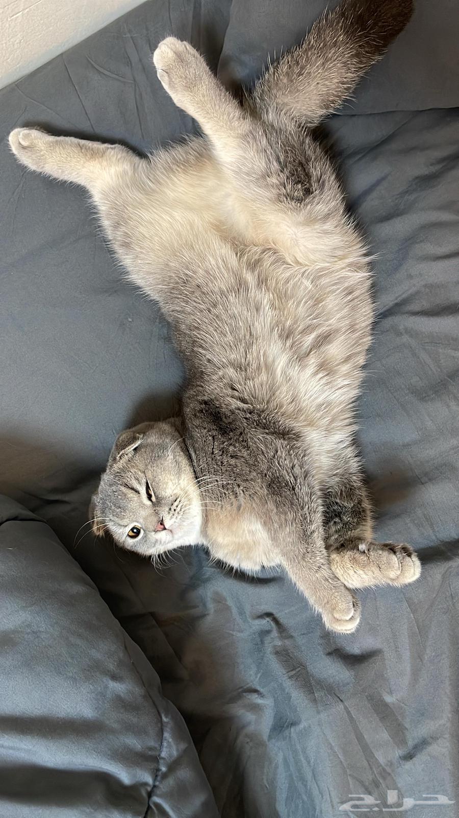 Scotch Fold64552561967618113