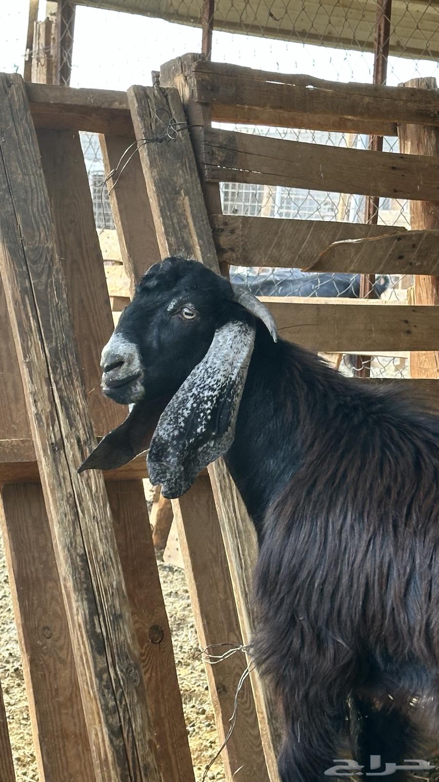 تيس مشروع فحل عارضي عمره 7 شهور حد 140064476015915393111