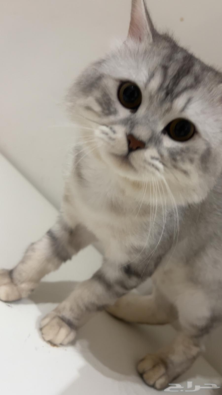 قط للبيع ب100 ريال ميه ريال64551647589633110
