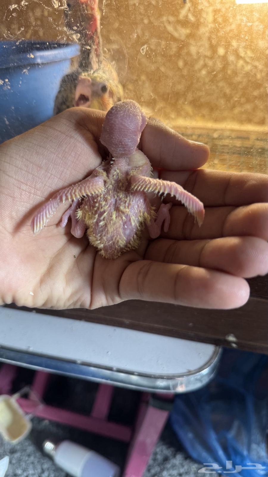 للبيع فروخ كروان روز (( تم البيع ))64548476748417112