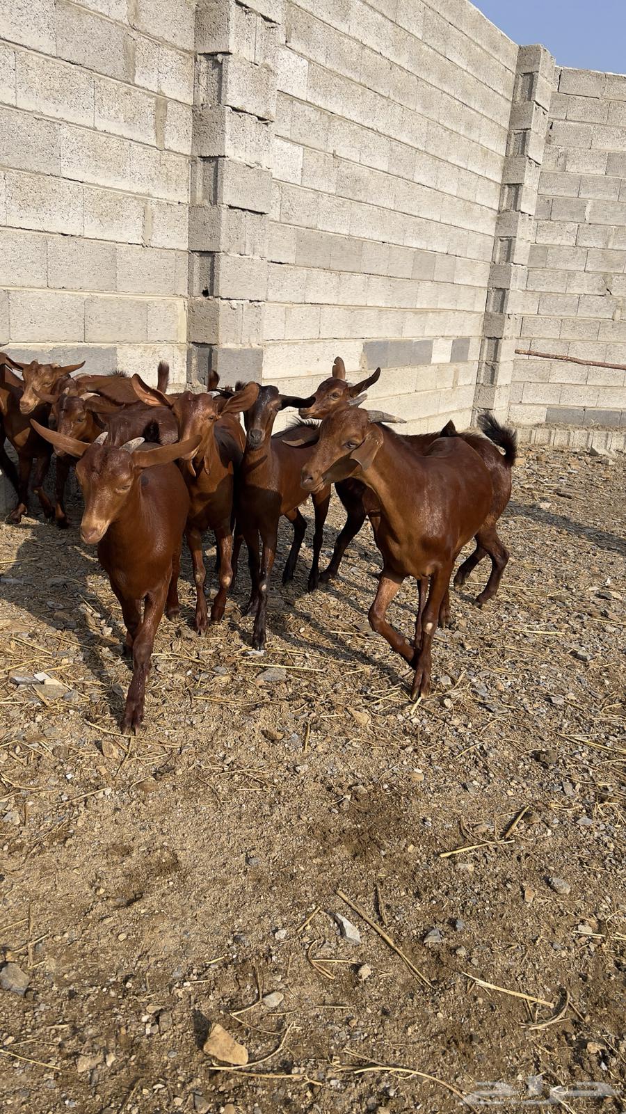 جفار دهم دبس 10 بالفحل( تم البيع )64545492004481113